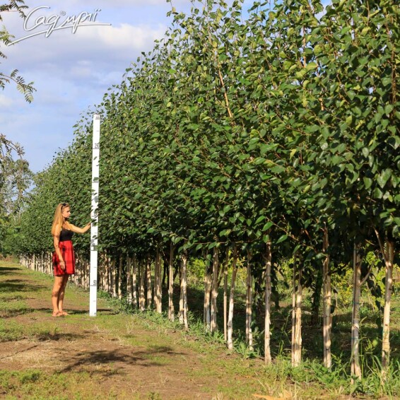 Береза гімалайська 'Doorenbos' #3, С69 14--16 400-450 St. 1/2 - 6 Береза гімалайська 'Doorenbos' #3, С69 14--16 400-450 St. 1/2 - 6