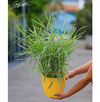 Канарковик (двокісточнік) очеретяний 'Tricolor'