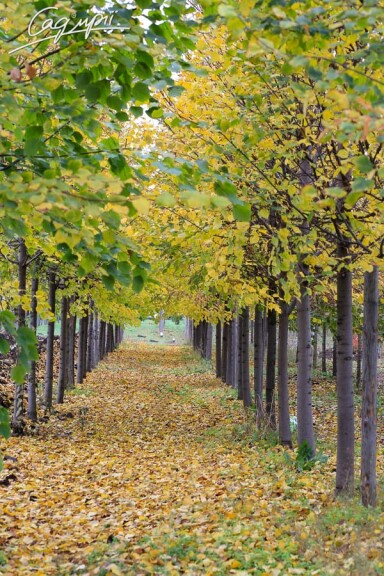 Липа сердцелистная 'Greenspire' #5, WRB 35--40 600-700 St. 180 - 6