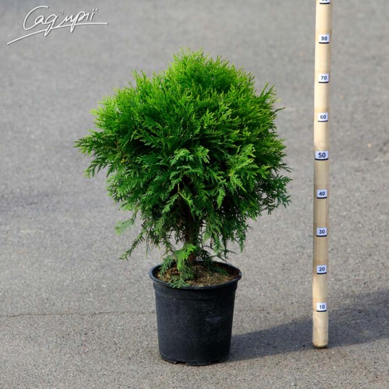 Туя западная 'Woodwardii' - 2 Туя западная 'Woodwardii' - 2