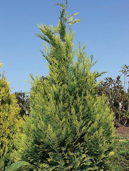 Кипарисовик Лавсона 'Alumigold' - 1