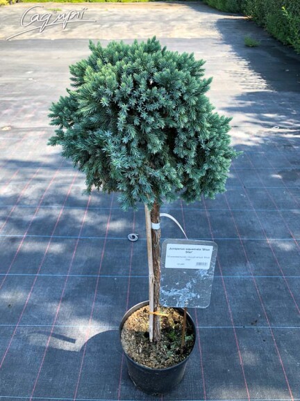 Ялівець лускатий 'Blue Star' #3, C25 - - St. 50-60 - 4
