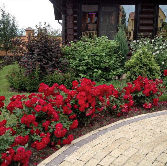 Троянда бордюрна 'Cordula', С7 - - 2