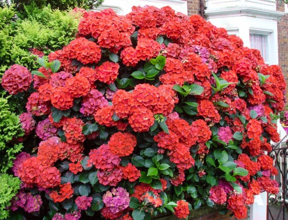 Гортензия крупнолистная 'Leuchtfeuer' #2, C3 - - 8