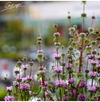 Залізняк бульбистий 'Bronze Flamingo'