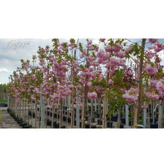 Сакура дрібнозубчаста 'Pink Perfection'