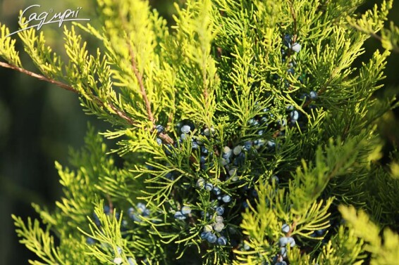 Можжевельник средний 'Mint Julep' #1, C3 40-50 - 10