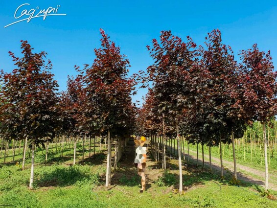 Клен платановидный 'Royal Red' #3, С31.5 8--10 250-300 St. 1/2 - 2