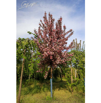 Яблуня Недзвецького