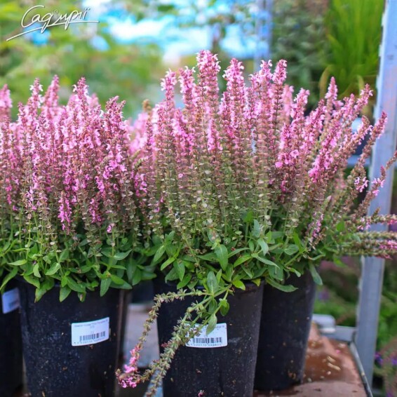 Шавлія лісова 'Pink Paradise' - 3