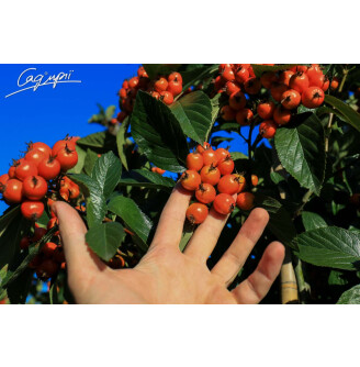 Глід Лавал'є 'Carrierei'