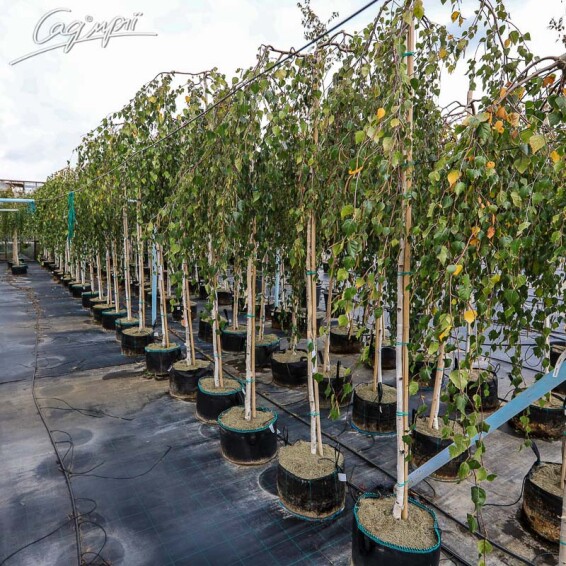 Береза плакуча 'Youngii', WRB 18--20 - St. 200-225 - 2 Береза плакуча 'Youngii', WRB 18--20 - St. 200-225 - 2