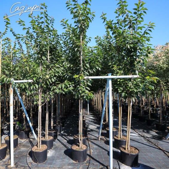 Сакура дрібнозубчаста 'Kanzan' - 6