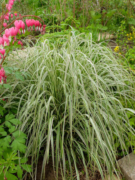 Куничник гостроквітковий 'Overdam' - 5