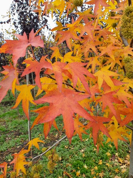 Ликвидамбар смолоносный 'Worplesdon' - 1