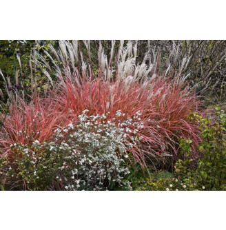 Мискантус китайский 'Roter Pfeil'