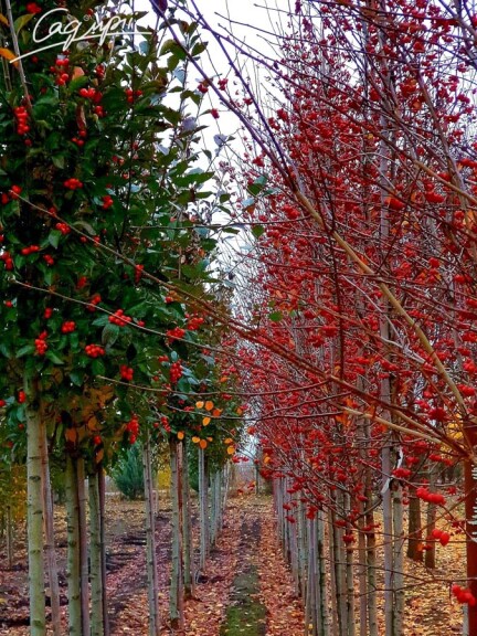 Глід сливолистий 'Splendens' #3, WRB 14--16 400-450 St. 160-180 - 10