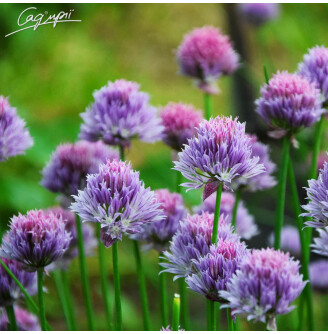 Цибуля Шнітт