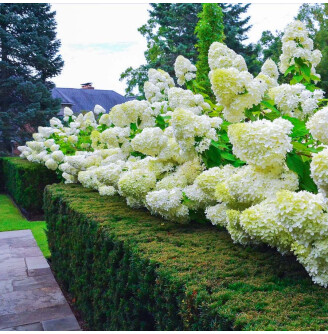 Гортензія волотиста 'Limelight' ®