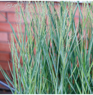 Просо вербовидне 'Heavy Metal'