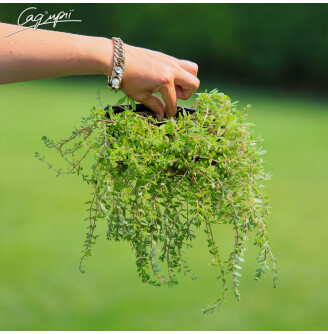 Очиток лозовидний