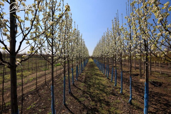 Груша Каллеріана 'Redspire' #3, WRB 18--20 500+ St. 1/2 - 7