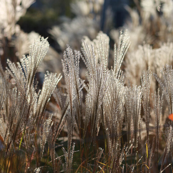 Міскантус китайський 'Gracillimus', C3 - - 5