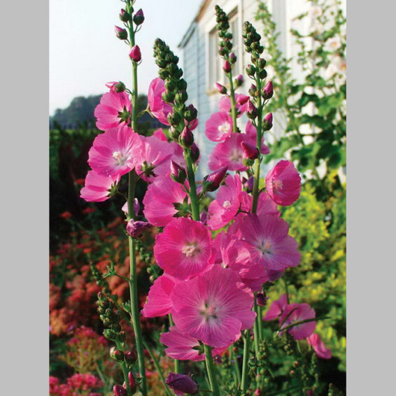 Сидальцея мальвоцветковая 'Partygirl' - 2