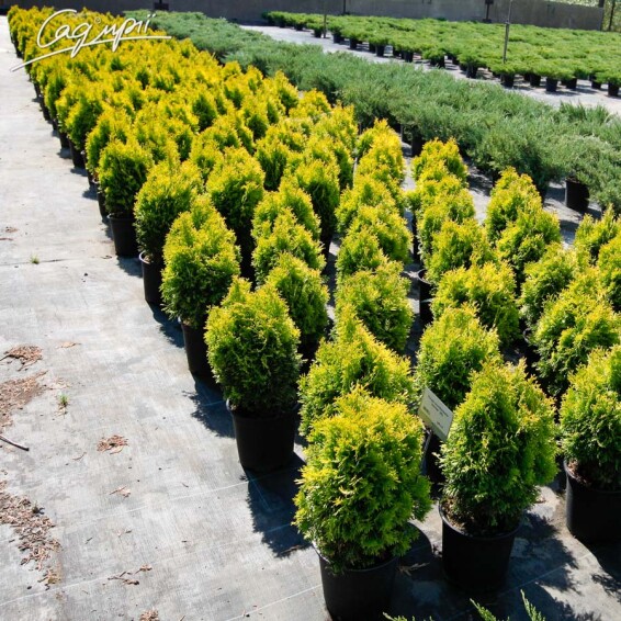 Туя западная 'Jantar'® - 4