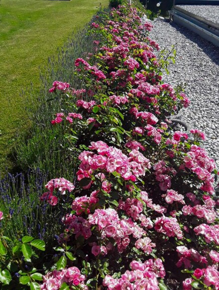 Троянда бордюрна 'Angela' - 5