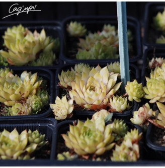 Молодило гірське 'Ornatum'