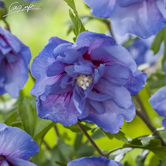 Гибискус сирийский 'Blue Chiffon' - 2