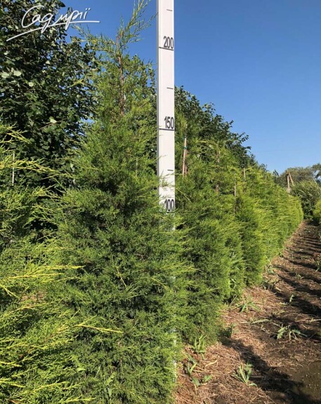 Можжевельник китайский 'Kuriwao Gold' #3, C3 - - 8