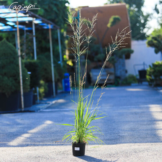 Молінія очеретяна 'Windspiel' - 2 Молінія очеретяна 'Windspiel' - 2