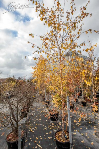 Береза плакуча, мультиштамб - 4 Береза плакуча, мультиштамб - 4