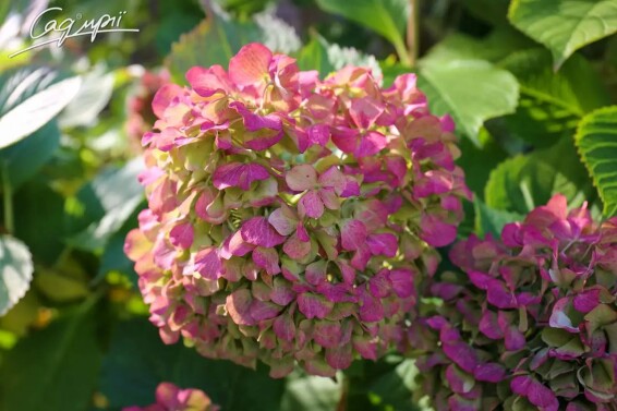 Гортензія крупнолиста 'Bouquet Rose' - 7