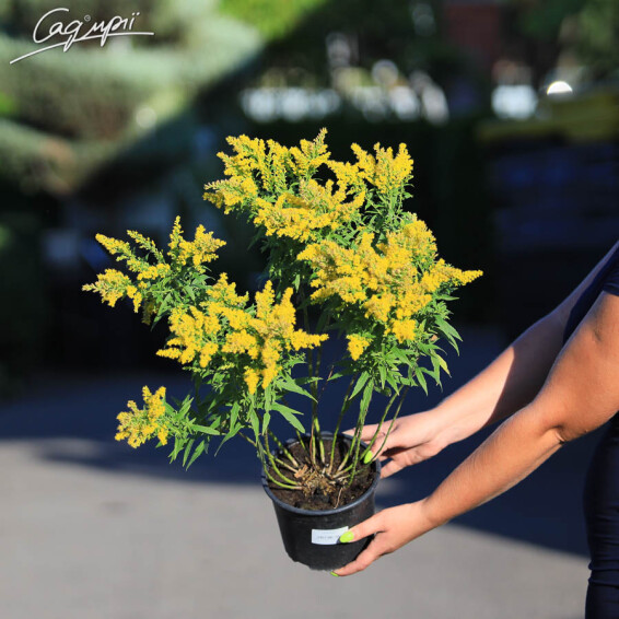 Золотушник звичайний 'Goldzwerg' - 2