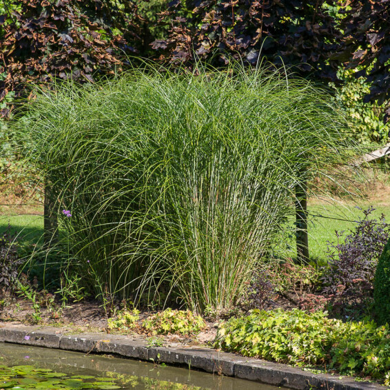 Міскантус китайський 'Gracillimus', C3 - - 4