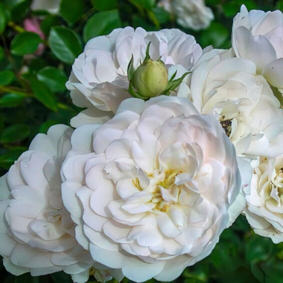 Троянда грунтопокривна 'Swany' - 8 Троянда грунтопокривна 'Swany' - 8