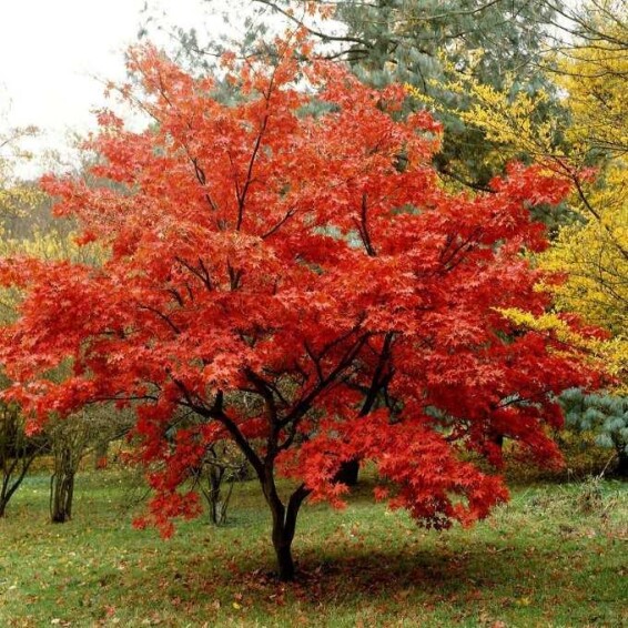 Клен приречный (гиннала) #2, WRB 12--14 400+ St. 100-125 - 2