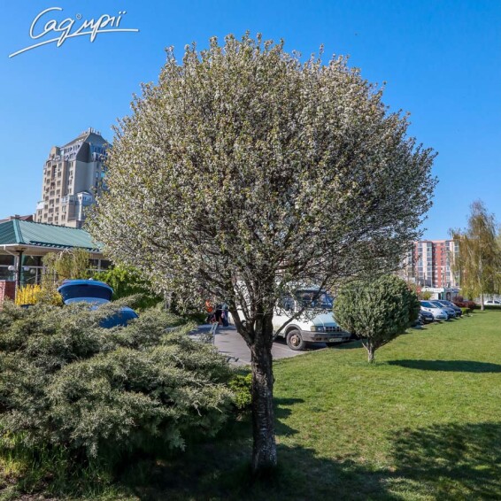 Вишня шаровидная 'Umbraculifera' - 1