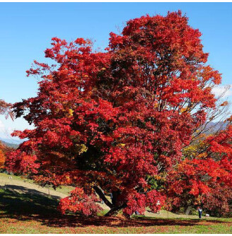 Клен прирічковий (гіннала)