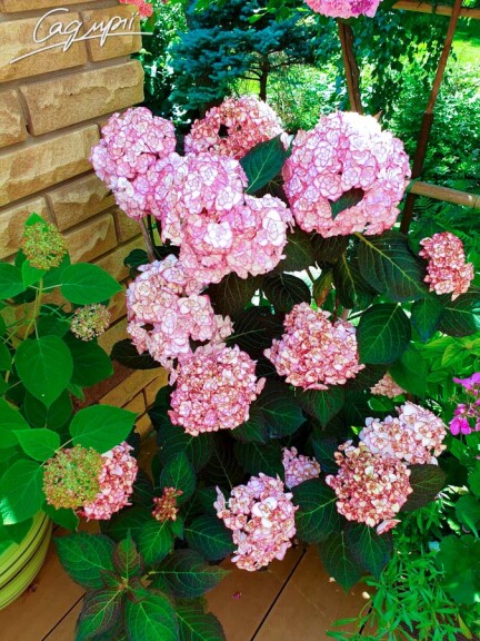 Гортензия крупнолистная 'Miss Saori'® - 2