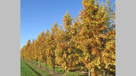 Метасеквойя древнейшая