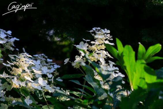 Гортензия метельчатая 'Pinky Winky' ® #3, C3 - - 7