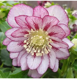 Чемерник 'Double Ellen Pink Spotted' ®