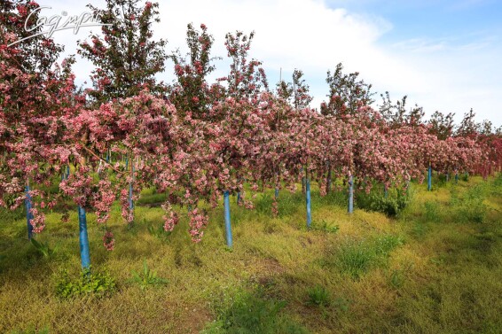 Яблуня плакуча - 3