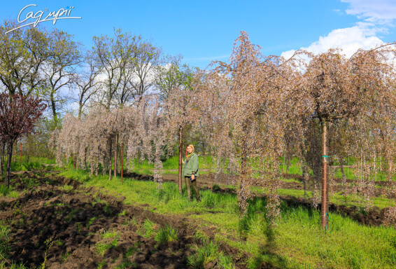 Вишня субхиртела 'Pendula' - 21
