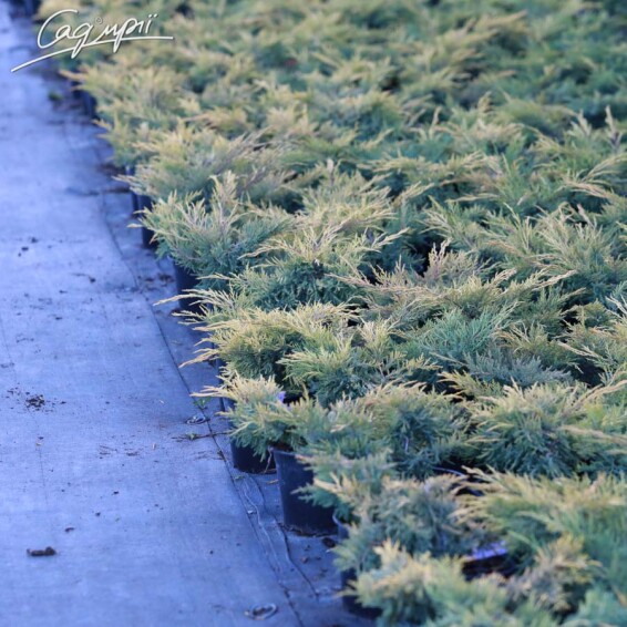 Можжевельник средний 'King of Spring' - 4