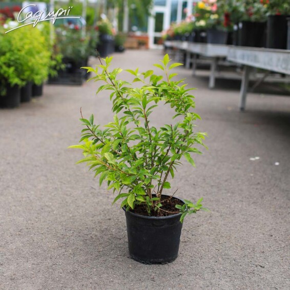 Форзиція корейська 'Kumson' #2, WRB - - 2